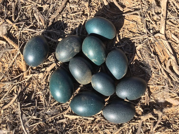 An emu nest with several blue-green eggs.