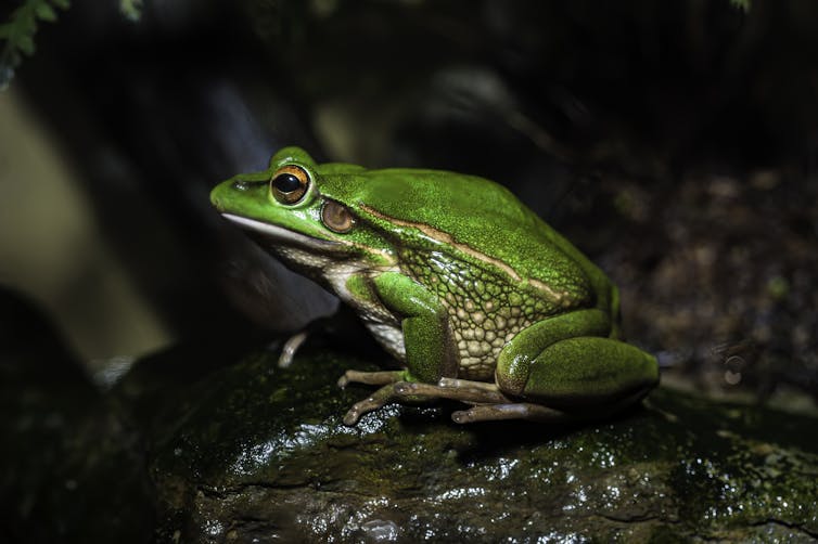 A vibrant green fog sits on a rock.