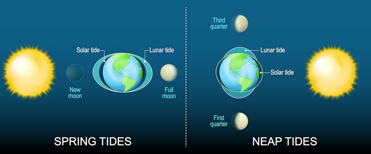 A diagram illustrating spring tides and neap tides.