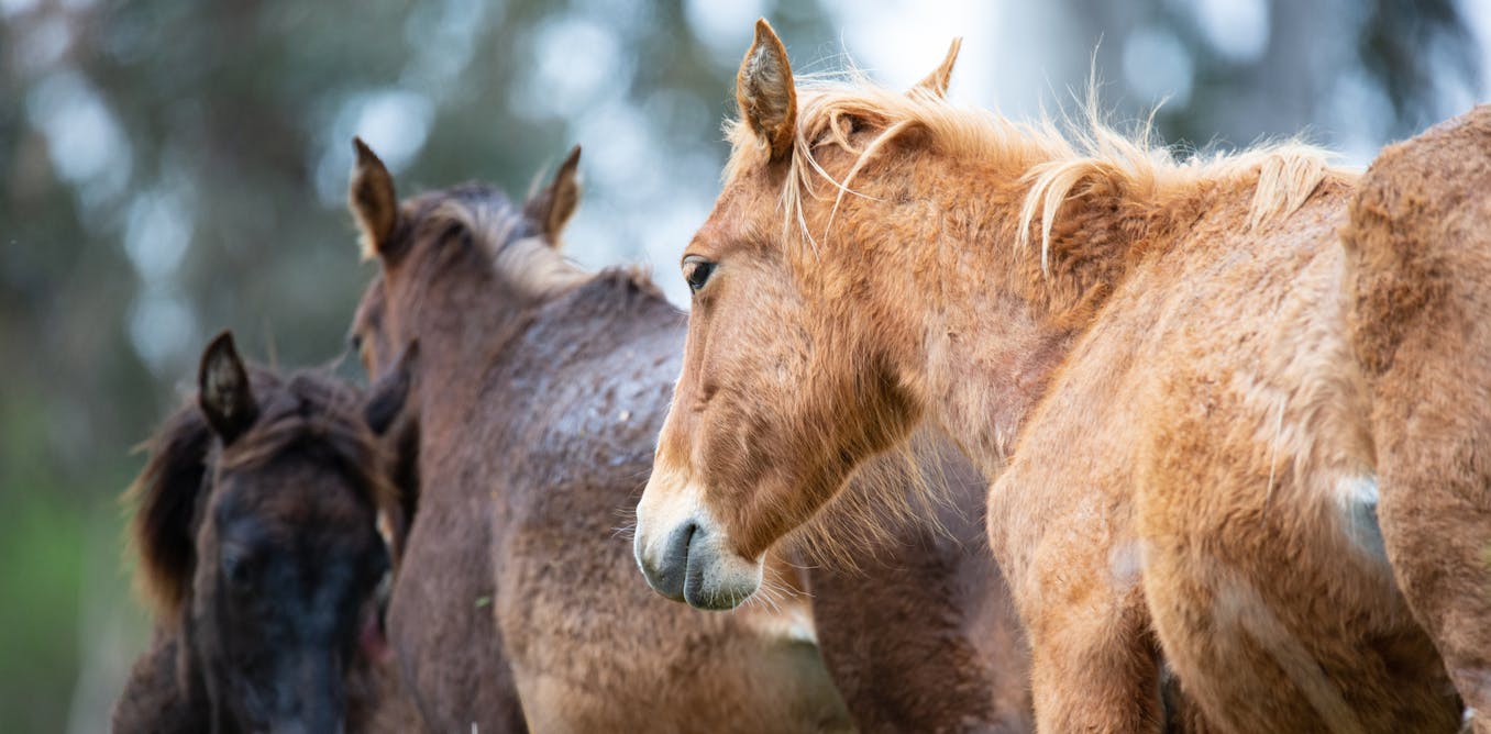 A court will decide the future of Yuraygir’s feral horses. That matters for native plants and animals
