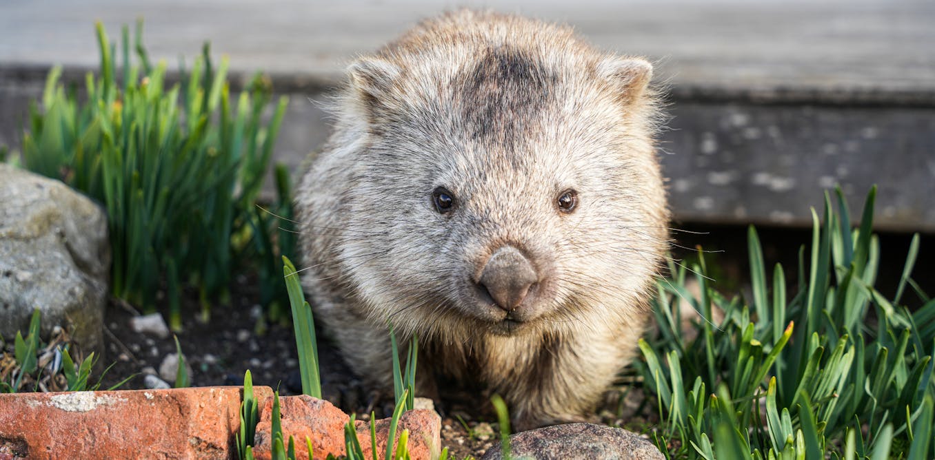 Your house may be a haven for wildlife. It’s time we design homes with nature in mind