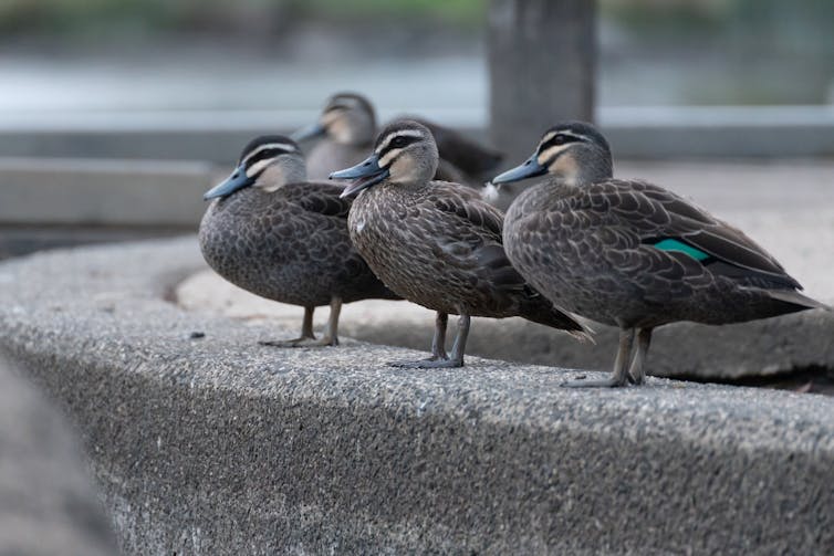 Four grey ducks stand on a concrete ledge.