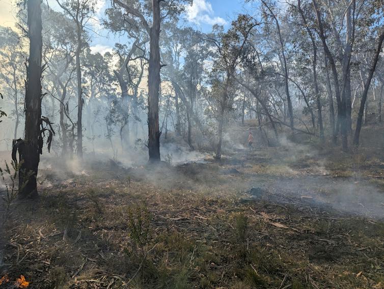 Photo of smoke drifting through sparse woodland