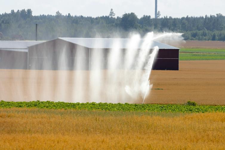 water spraying over golden crops in field