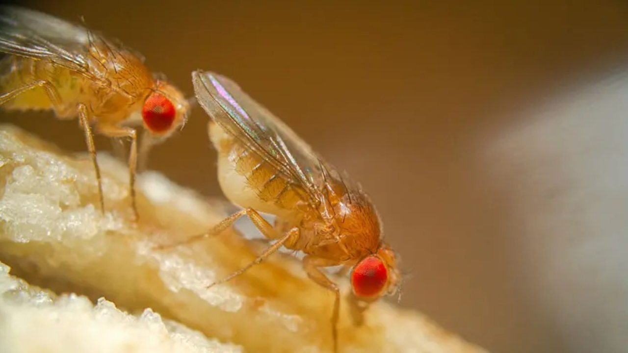 PC: APS Fruit flies give space researchers a fast way to study genetics<br>