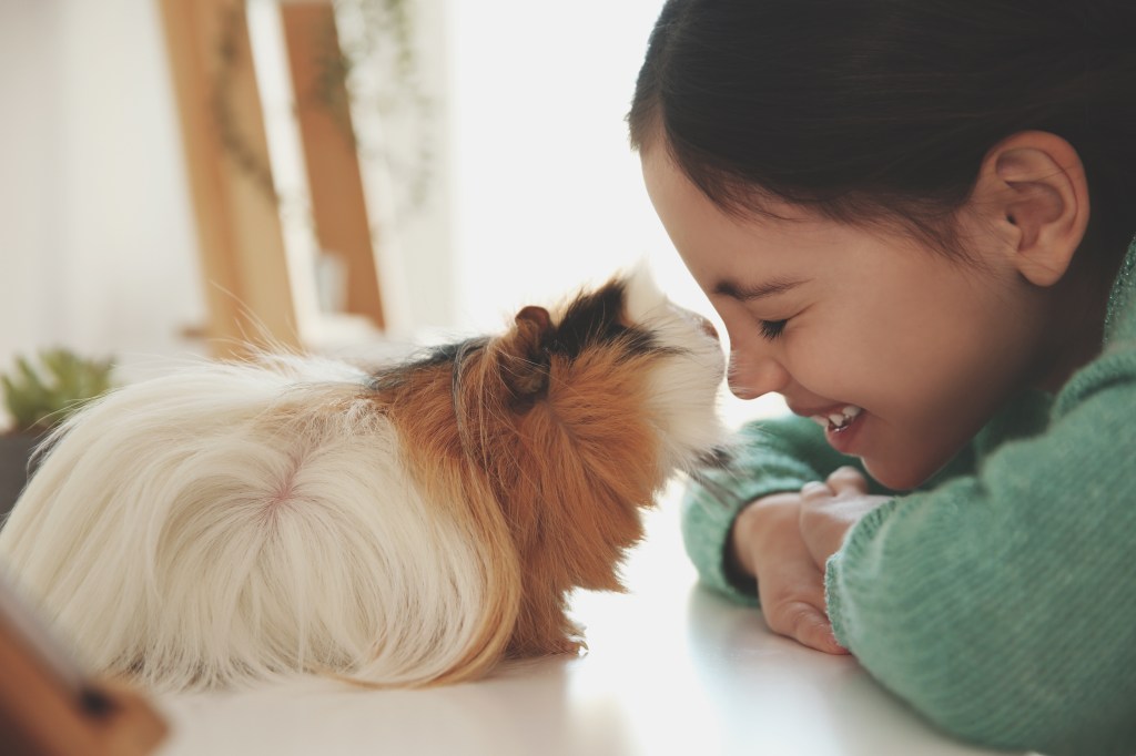 A happy young girl with dark hair smiles while leaning close to a long-haired guinea pig.
