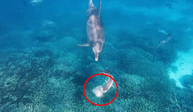 Aussie dolphin's bizarre trick stuns scientists: 'Never seen before'