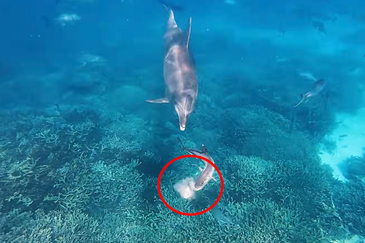 Aussie dolphin's bizarre trick stuns scientists: 'Never seen before'
