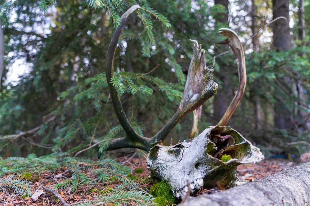 A Biologist Counted 6,000 Reindeer on This Remote Island. Later Surveys Found 42.