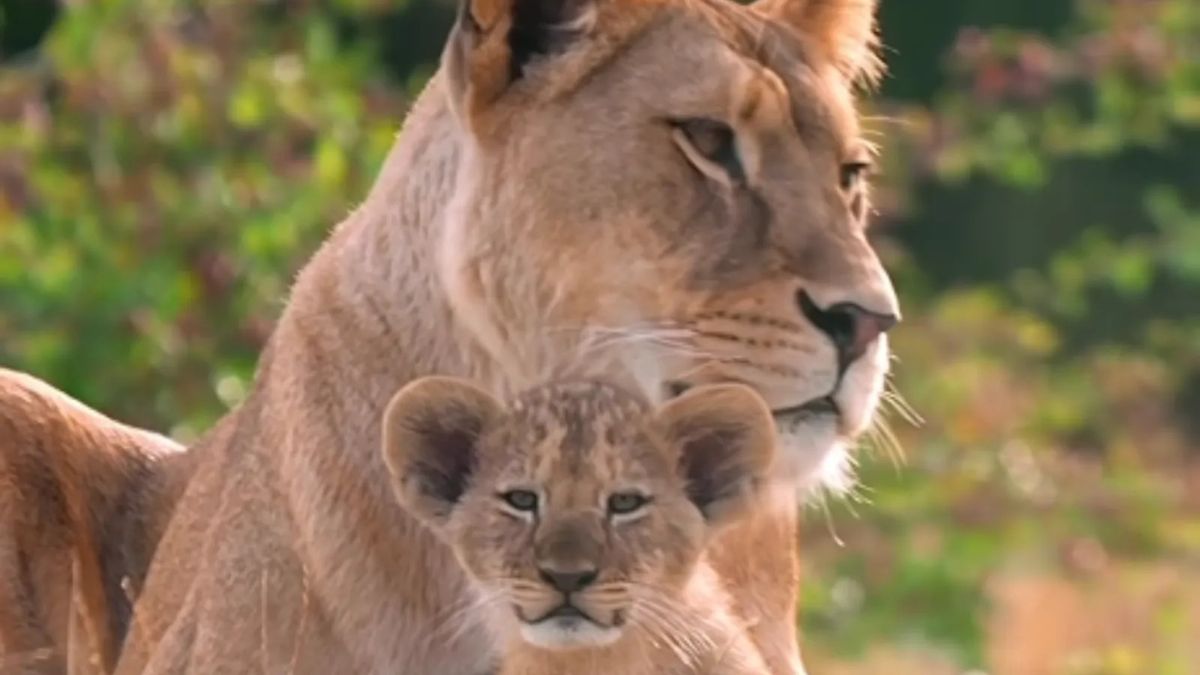 Rare Lion Cubs Explore Outside for First Time at Zoo, and They're Already Getting Curious