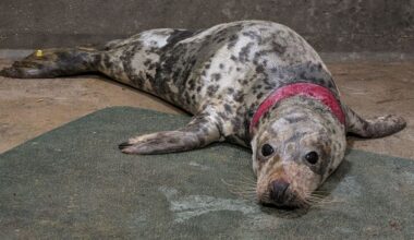 Seal 'anchored' down by debris needs months of care