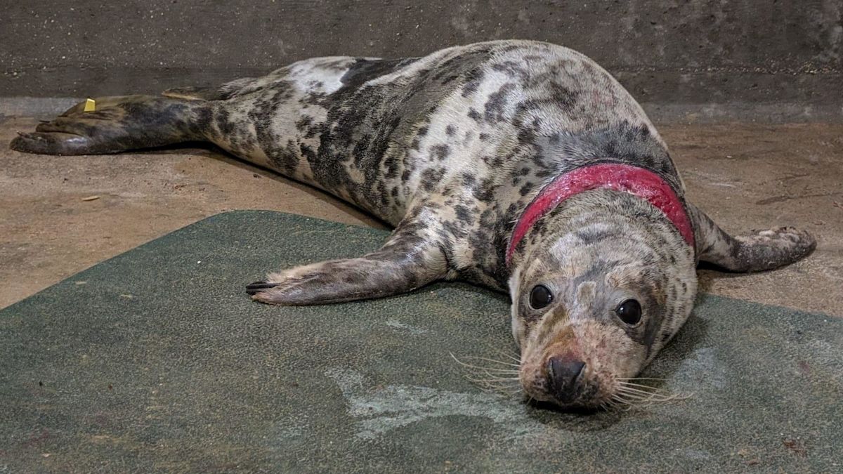 Seal 'anchored' down by debris needs months of care
