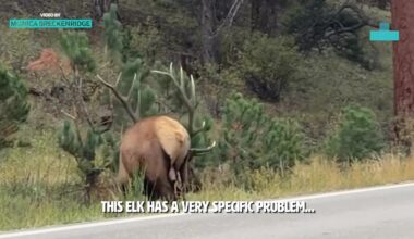 Colorado Bull Elk’s Unusually Aggressive Behavior Caught On Camera