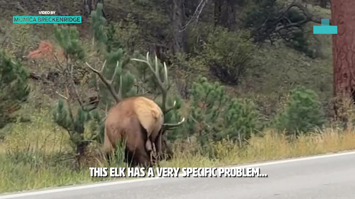 Colorado Bull Elk’s Unusually Aggressive Behavior Caught On Camera