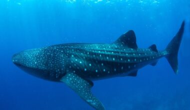See it: New York waters welcome 2 massive visitors as whale sharks spotted off coast