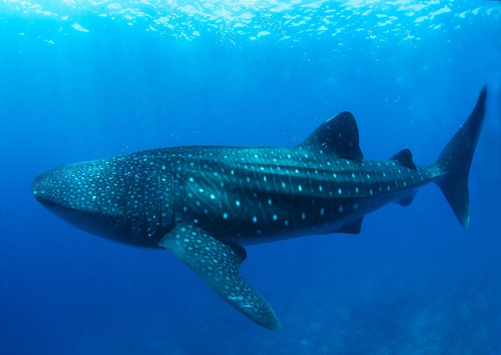 See it: New York waters welcome 2 massive visitors as whale sharks spotted off coast
