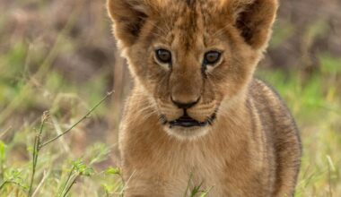 Saved From the Illegal Wildlife Trade, These Two Lions Now Have a Rivalry Nobody Saw Coming