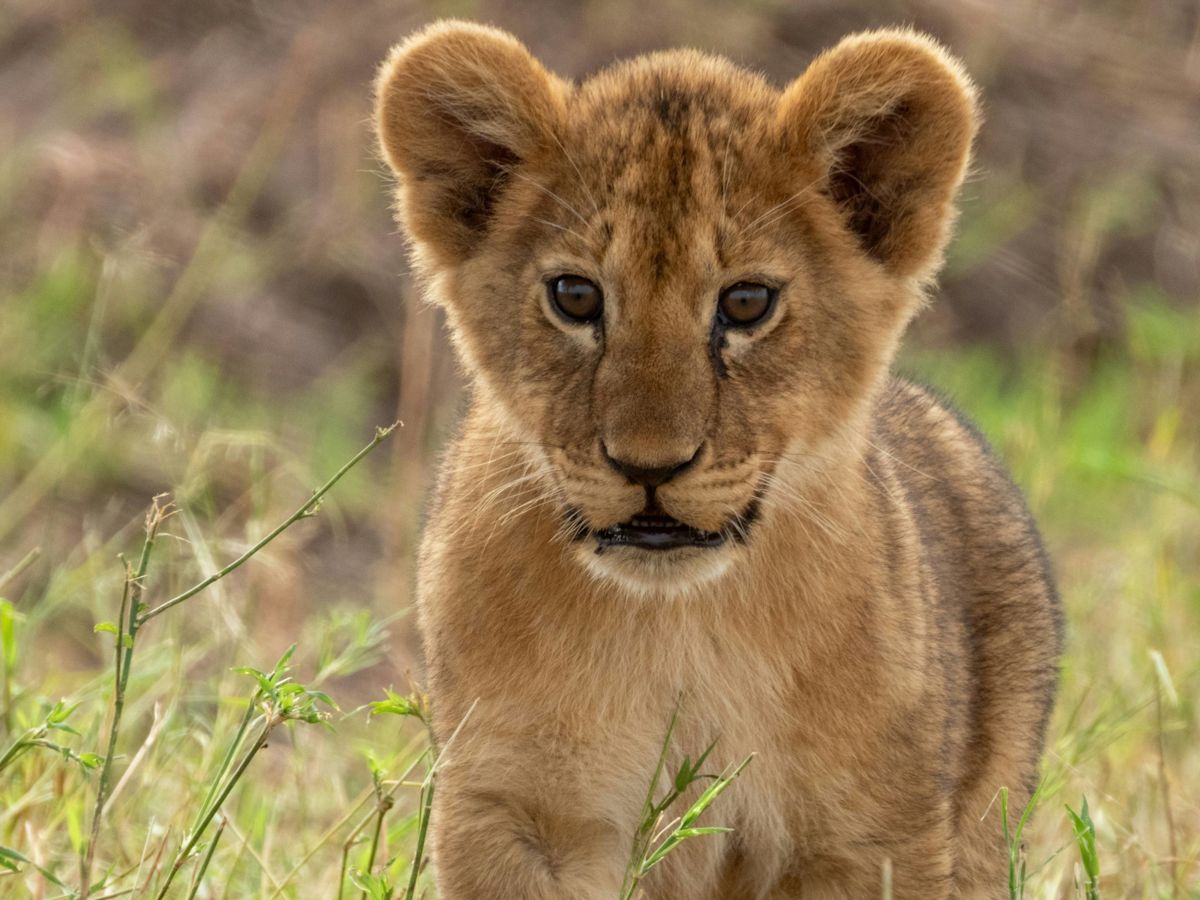 Saved From the Illegal Wildlife Trade, These Two Lions Now Have a Rivalry Nobody Saw Coming
