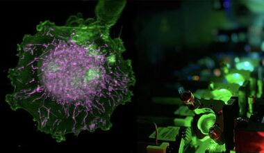 Scientists use AI, 40,000 cell movies, and 'digital twins' to assess how drugs influence cell function