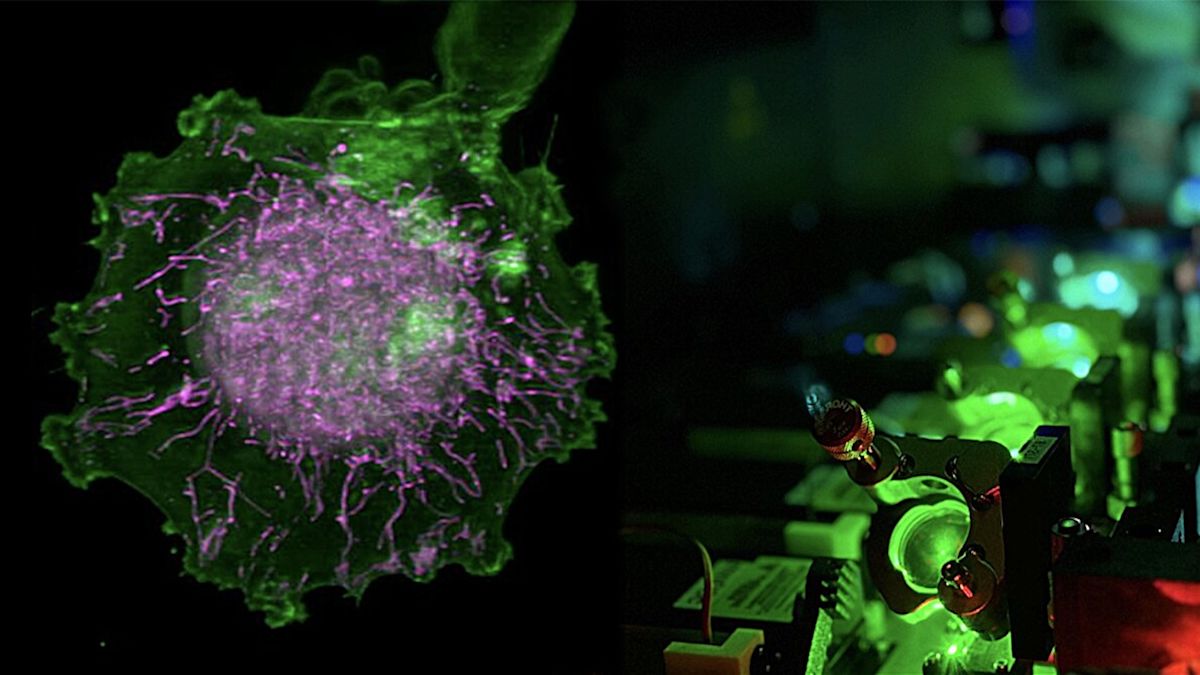 Scientists use AI, 40,000 cell movies, and 'digital twins' to assess how drugs influence cell function
