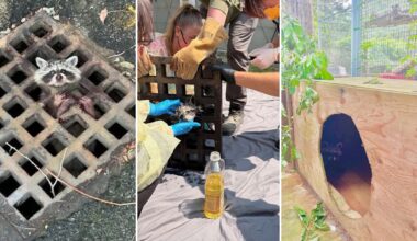 Massachusetts crews bring raccoon to wildlife hospital still stuck in storm-drain grate