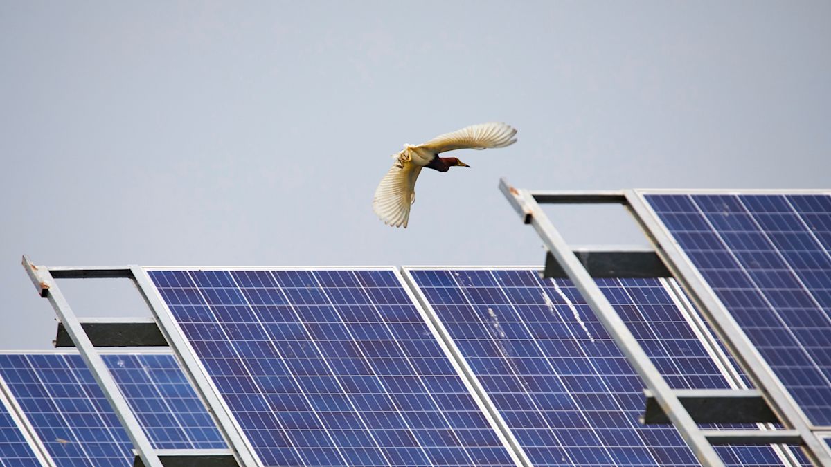 China solar study faces scrutiny after bird counts in the billions raise red flags