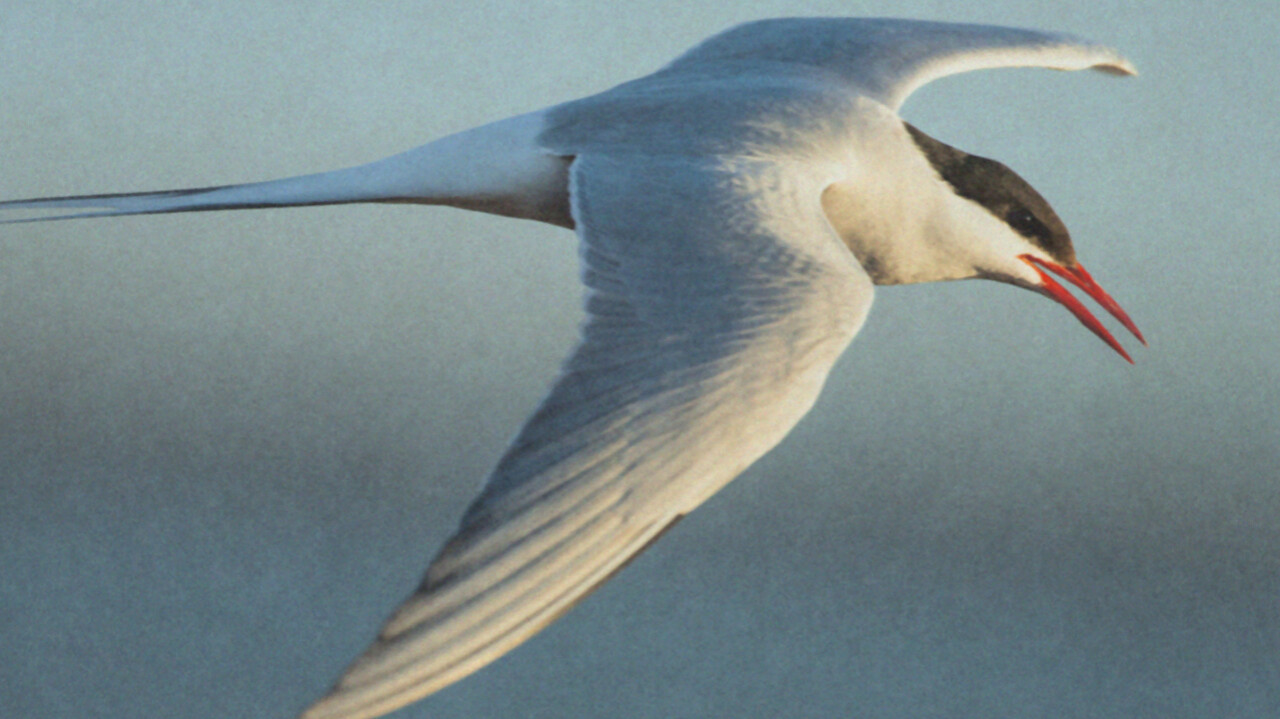 The Worldward Voyage of Arctic Terns