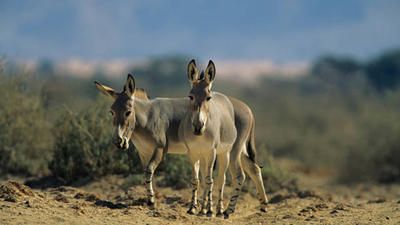 In 1982, Israel released 28 wild donkeys to its desert;  44 years later, they created an oasis in one of Earth's most extreme places