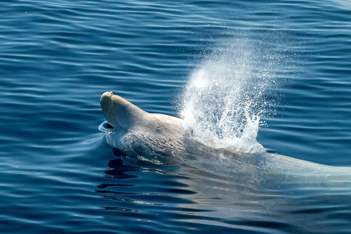 Did you know which marine animal still completely eludes scientists?