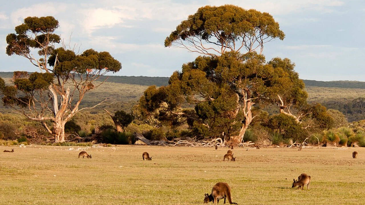 In January 2020, Kangaroo Island Wildlife Park stood firm amidst the raging bushfires, opting to stay and protect their home. Image Credits: Wikimedia Commons. Kangaroo_Island_kangaroos