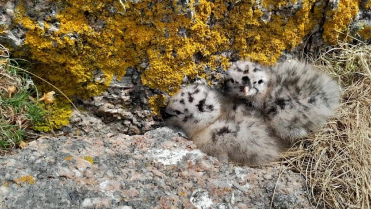 Lesser black-backed gull chick at a coastal sub-colony on Gugh Lesser black-backed gull chick at a coastal sub-colony on Gugh
