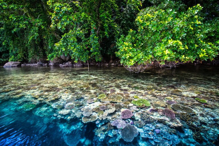 Mangroves and coral reef in Papua New Guinea. Image by Matt Curnock / Ocean Image Bank.