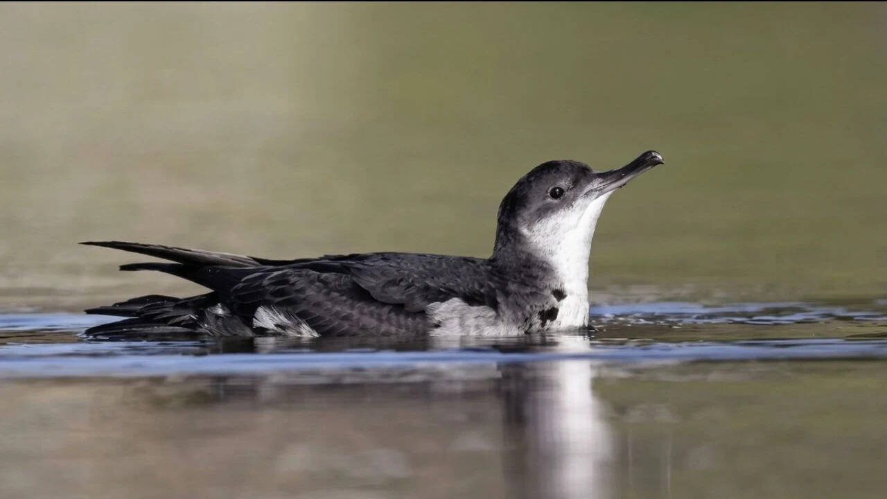 Manx shearwaters<br>
