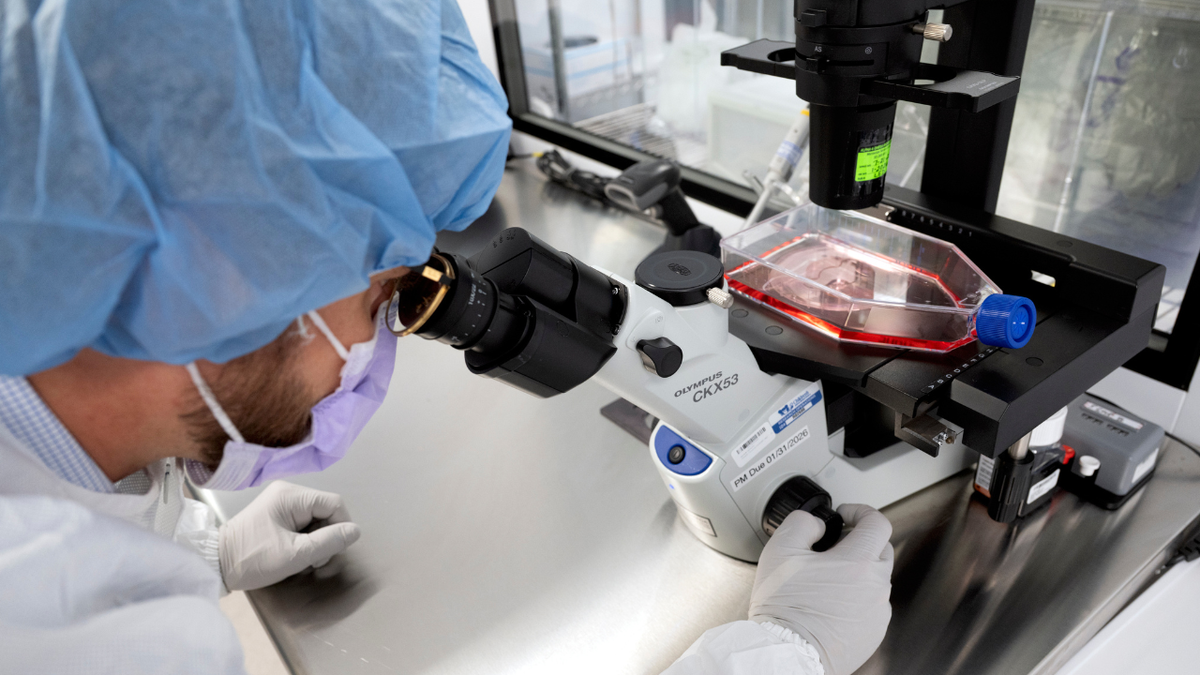 A researcher looks at cells under a microscope.