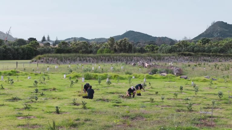 More than half a million trees have been hand-planted at Tahi.