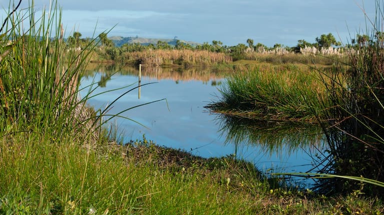 Kaituna Wetland in the Bay of Plenty. New Zealand has lost 90 per cent of its wetlands.