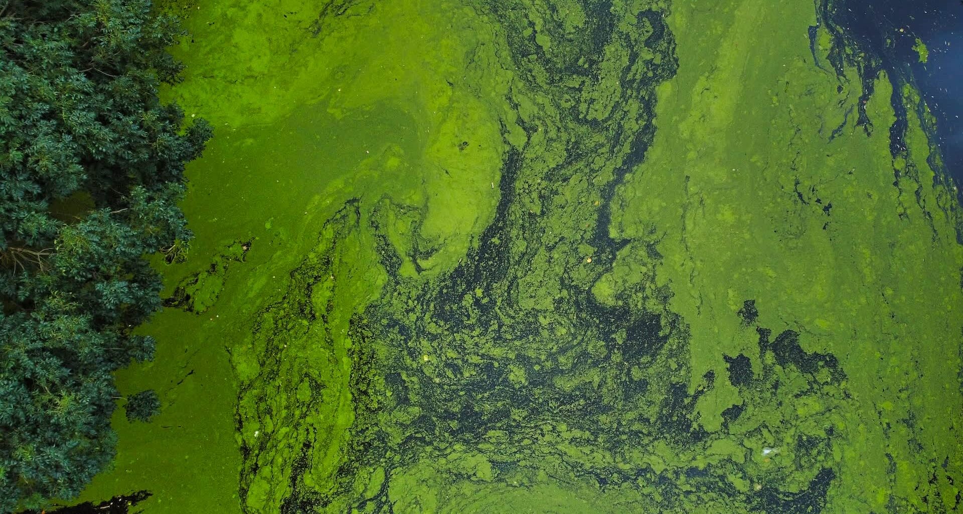 An aerial view of green algae and dark water, with trees on the left side.