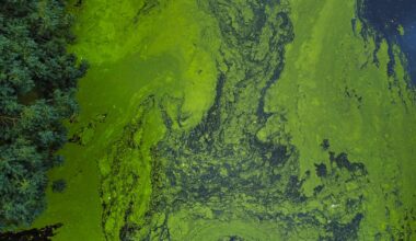 An aerial view of green algae and dark water, with trees on the left side.