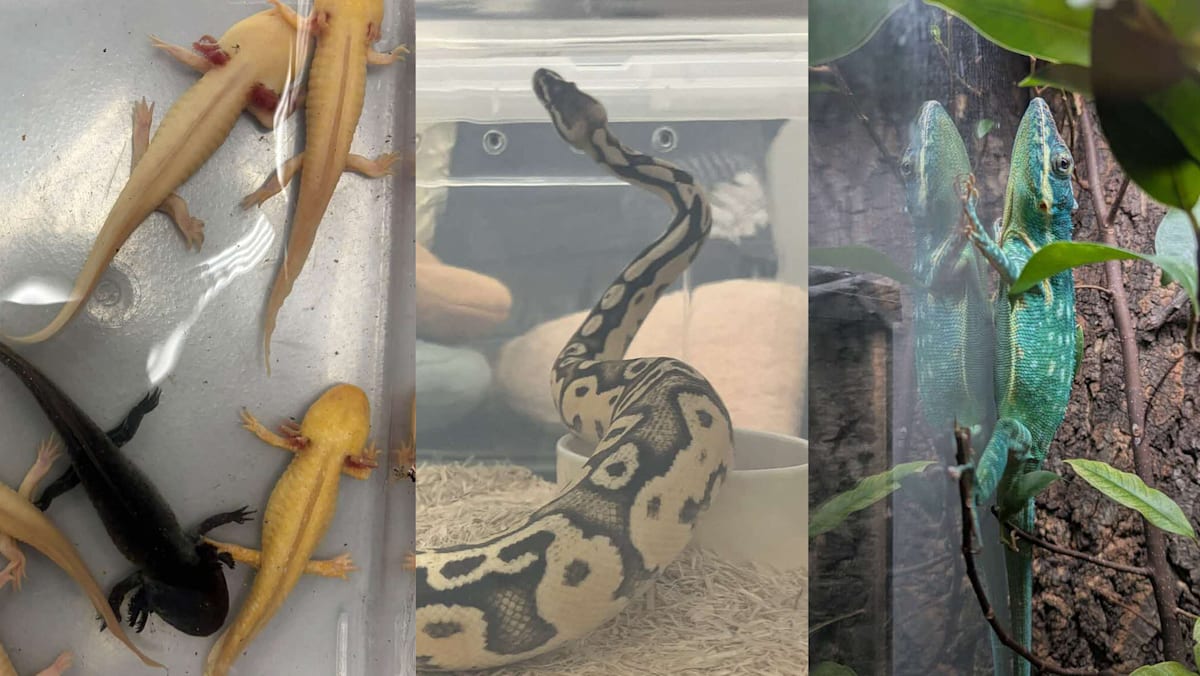 NParks seizes 101 illegally kept wild animals in islandwide raid, with 13 found dead
