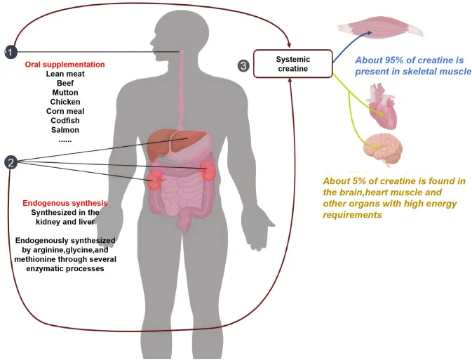 Common Gym Supplement Increased Strength Even Without Exercise in New Trial