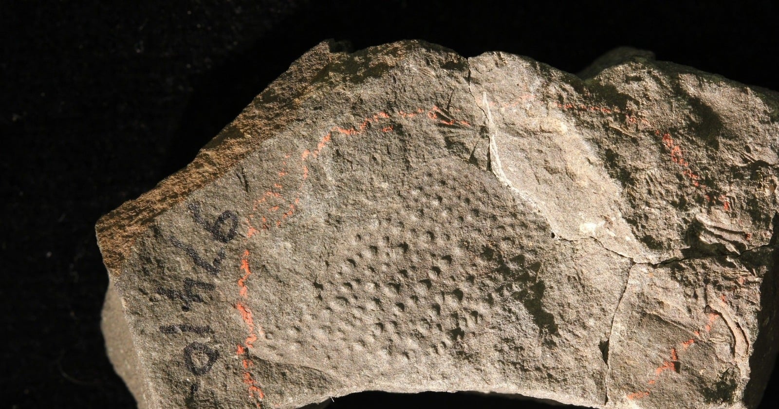 A fossil pincer more than 159 millimetres long has been identified as a scorpion's, after a century in which the animal was most often filed among the crustaceans, and the scorpion reading was still being rejected in 2024