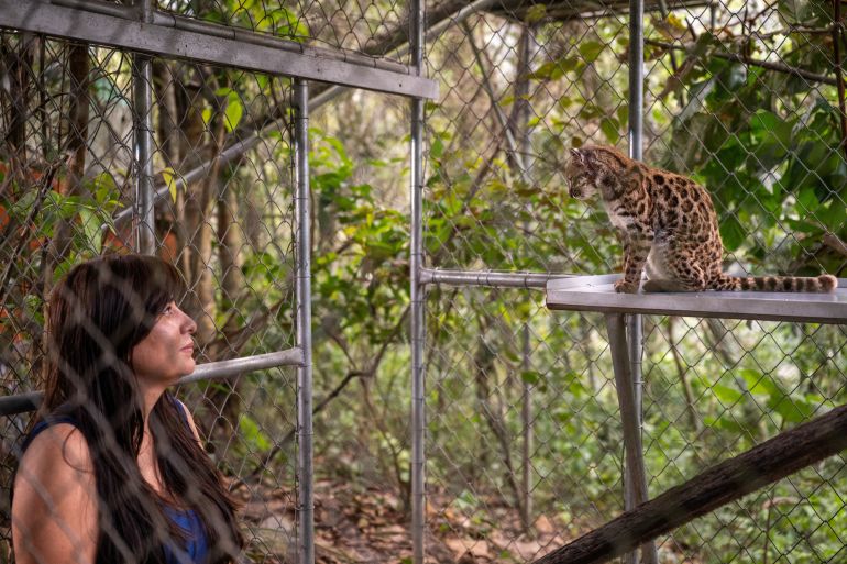 National Geographic Explorer Paola Nogales Ascarrunz, who led the research that identified Leopardus tilcayo as a new species, observes the cat at the Senda Verde animal refuge in the Yungas region, in Bolivia, September 1, 2026. Fernando Faciole/National Geographic/Handout via REUTERS THIS IMAGE HAS BEEN SUPPLIED BY A THIRD PARTY. NO RESALES. NO ARCHIVES. THIS IMAGE HAS BEEN SUPPLIED AND PROCESSED BY A THIRD PARTY AND IS DISTRIBUTED BY REUTERS AS RECEIVED.