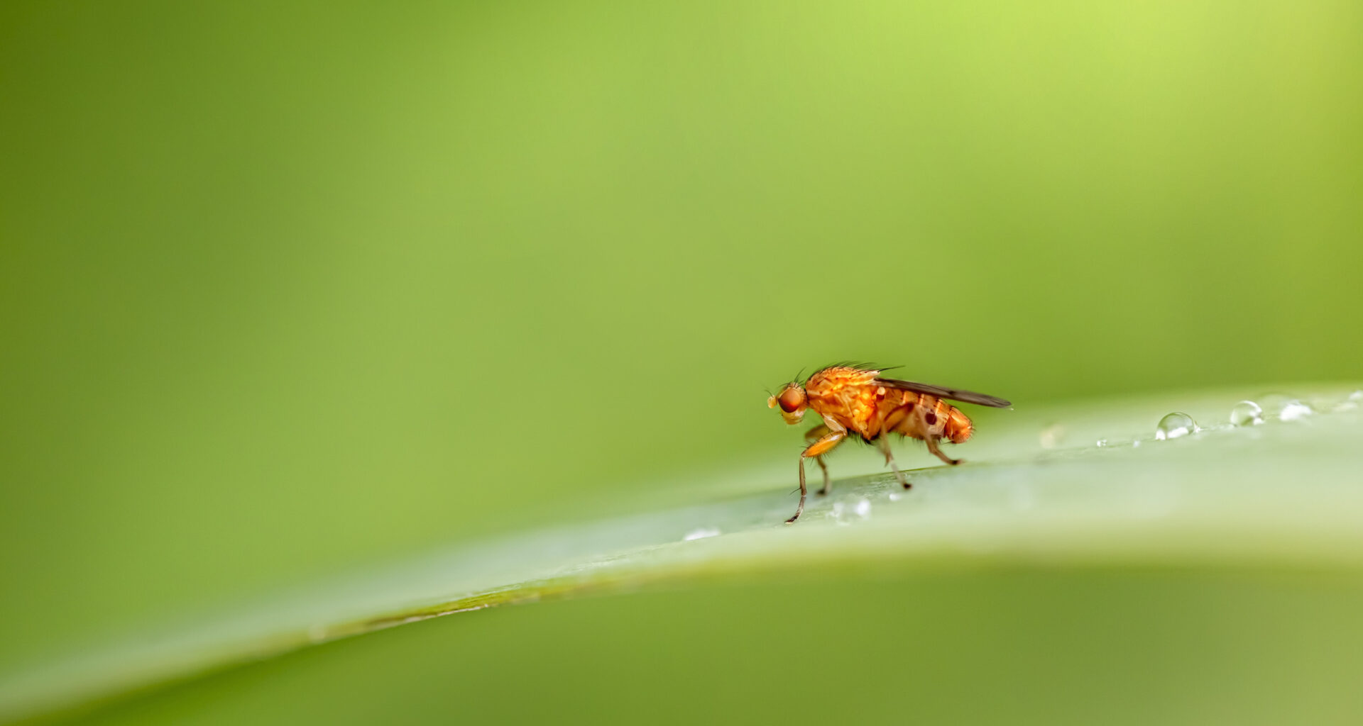 Scientists Complete Second Full Map Of Fruit Fly Brain, Charting