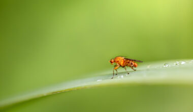 Scientists Complete Second Full Map Of Fruit Fly Brain, Charting