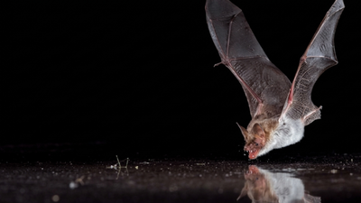 Scientists covered bat drinking pools with clear plastic; 11 bat species tried to drink from the fake water