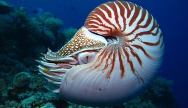 The Sea Creatures That Outlived The Dinosaurs