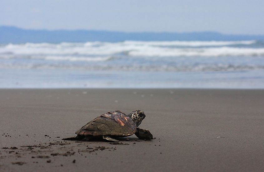 A Kemp's ridley sea turtle moving towards the sea.