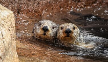 The Pacific Coast Where Sea Otters Have Come Back