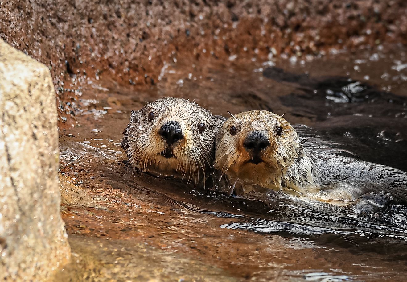 The Pacific Coast Where Sea Otters Have Come Back