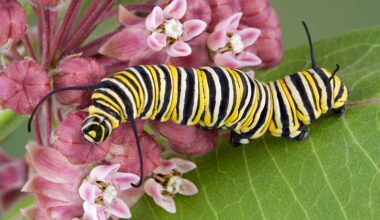 Watch a Monarch Caterpillar Become a Butterfly in Seconds